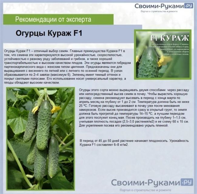 Семена огурцов Грибовчанка f1