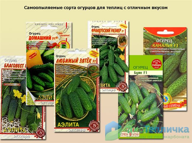 Сорта огурцов: самые урожайные сорта 2021 года с фото. Семена для засолки, салатные, виды и сорта с названиями, советы по выбору