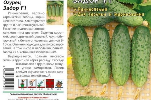 Огурец Задор F1: описание и характеристика сорта, отзывы садоводов, посадка и уход, фото семян