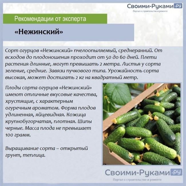 Камчатка - сорт растения Огурец