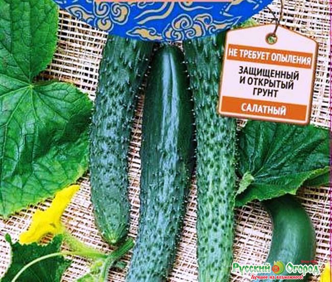 Огурец Любимец Конфуция F1 семена — низкая цена, описание, отзывы, продажа