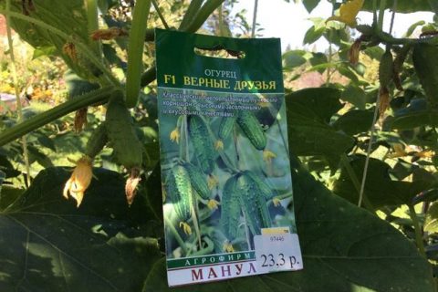 Огурец Мареса F1: описание и характеристика сорта, отзывы об урожайности, посадка и уход, фото семян