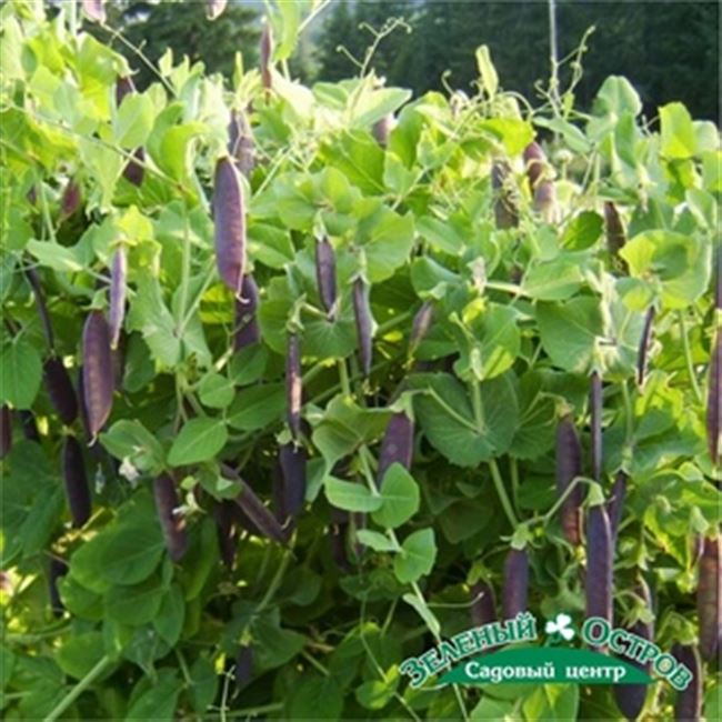 АЭЛИТА Горох овощной Всё фиолетово — «Необычный горох для украшения огорода»  | Отзывы покупателей