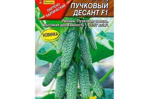 Огурец Шалунишка F1 — фото урожая, цены, отзывы и особенности выращивания