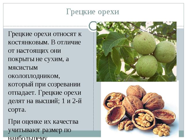 Сорта грецкого ореха: обзор лучших представителей | Огородники