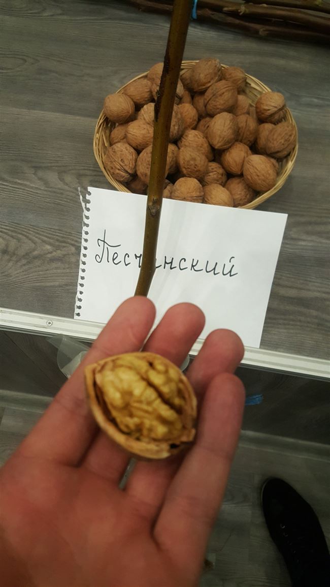 Саженцы ореха Песчанский привитой (крупноплодный)