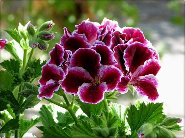 Шикарный цветок; королевская пеларгония: описание, сорта с фото, уход