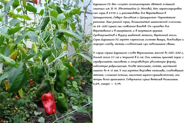 Перец Буратино: описание сорта, характеристика, отзывы об урожайности, фото
