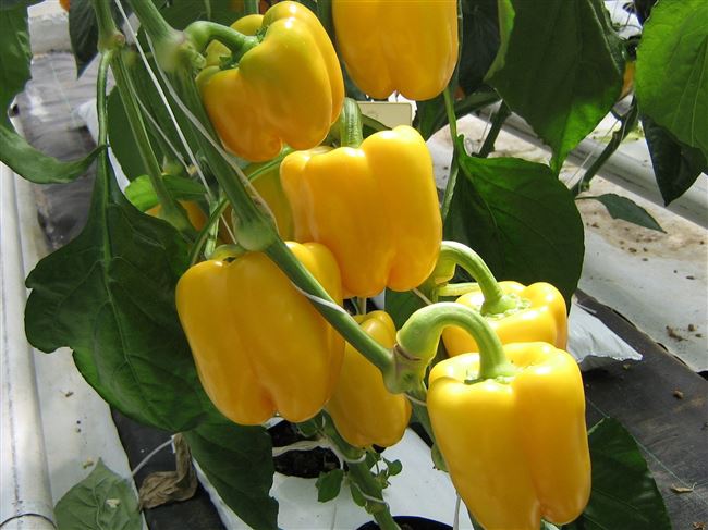 Сладкий перец «Желтый кубик»: описание сорта и особенности его выращивания в теплице