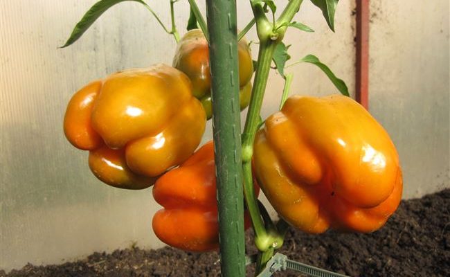 Гибрид, который не оставит вас равнодушными — перец «Оранжевое чудо» и особенности его выращивания
