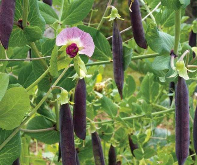 Горох ‘Фиолетовый сахар’ — почти экзотика на огороде