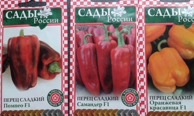 Перец Помпео F1 (Сладкий): описание болгарского сорта и общая характеристика, фото семян Nunhems, отзывы об урожайности, высота
