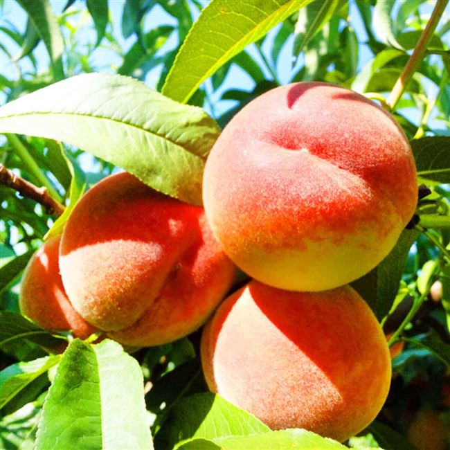 Лучшие сорта персиков с разным сроком созревания – для юга и не только