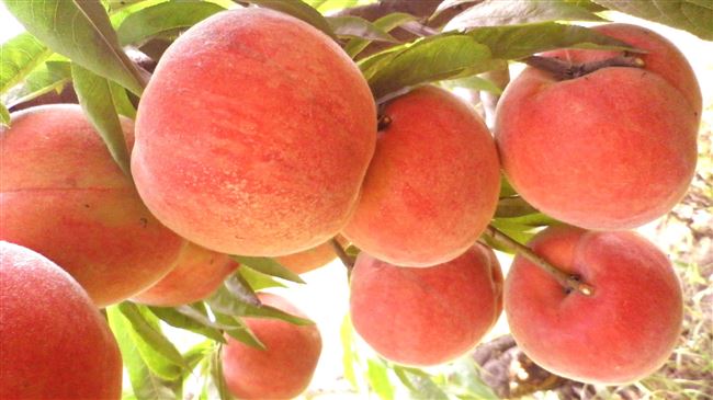 Лучшие сорта персиков: ранние, поздние, морозоустойчивые, самоопыляемые