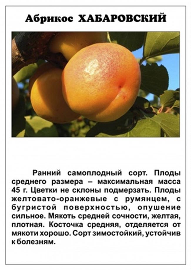 Плюсы и минусы сорта