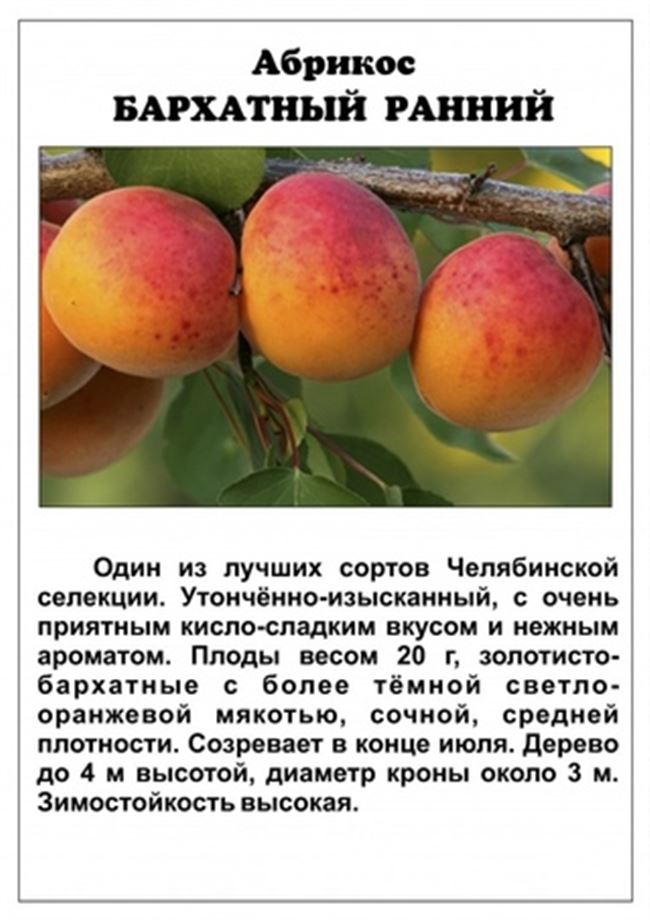 Посадка абрикоса