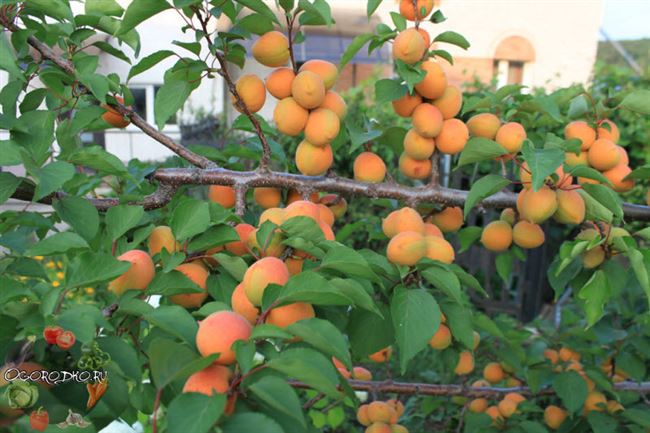 Уход за абрикосом в саду