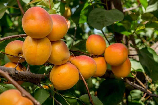 Как купить саженцы абрикоса Саянский в питомнике «Сибирский сад»
