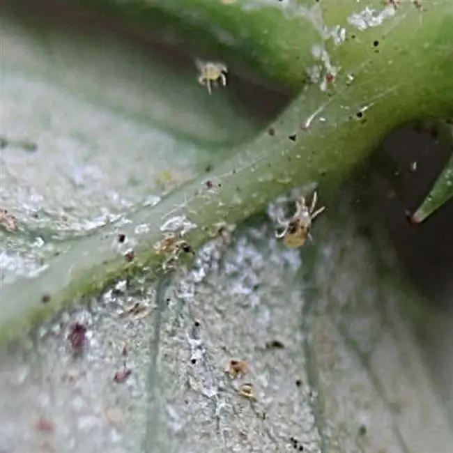 Как распознать растение, пораженное паутинным клещом? 