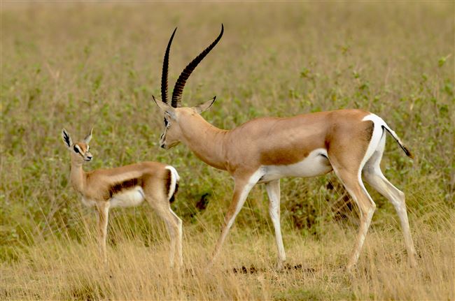 Размножение антилоп