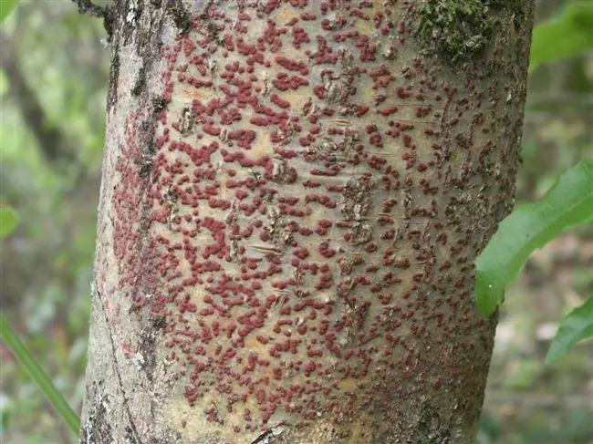 Как определить заболевание по внешнему виду дерева