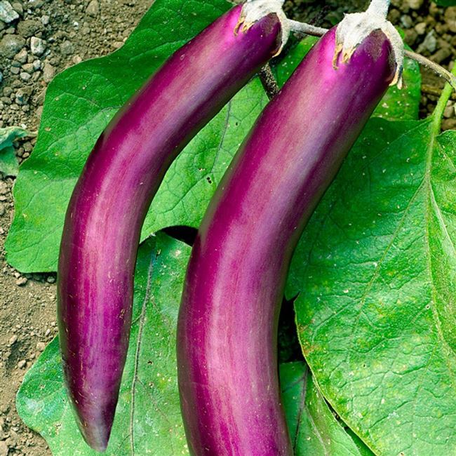 
	Отзывы огородников о баклажане «Длинный фиолетовый»
