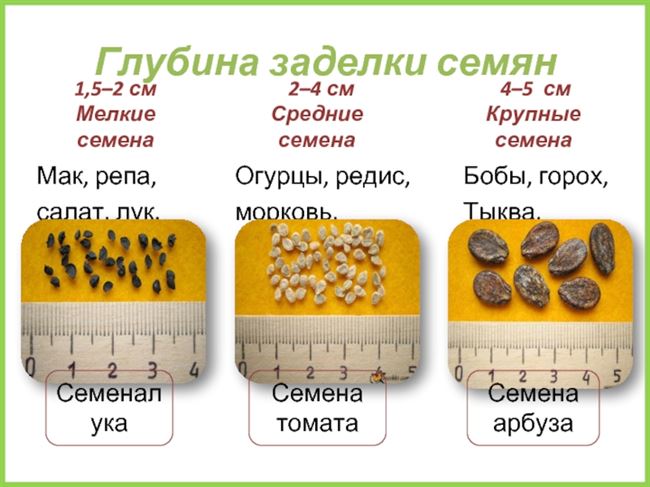 Сроки посадки семян бобов в открытый грунт