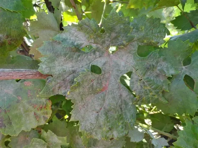 Оидиум (мучнистая роса) винограда - причина, признаки и меры защиты