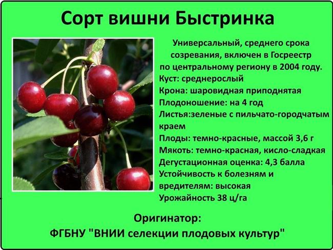 Биологическая характеристика плодового дерева черешни