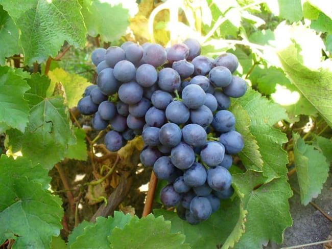 Посадка винограда Агат Донской