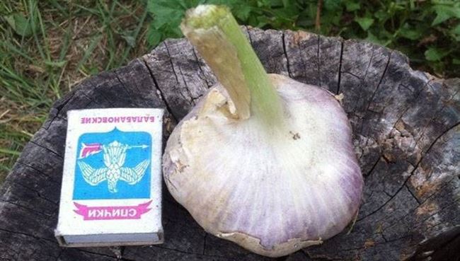 Описание сорта чеснока Сибирский гигант, особенности выращивания и ухода
