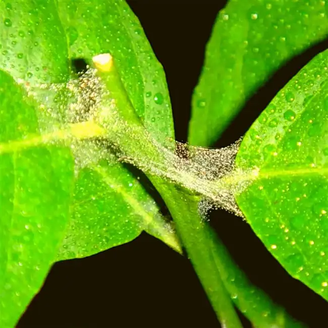 Причины появления паутинных клещей на комнатных растениях