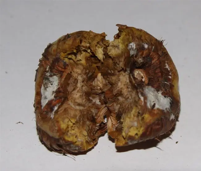 Ботритиоз (серая или коричневая гниль)