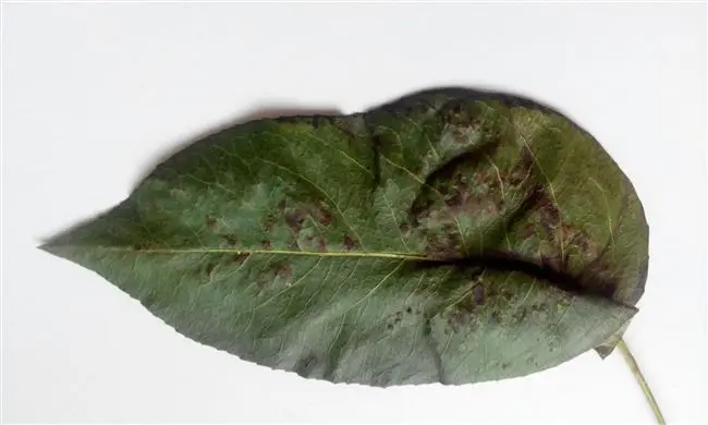 Признаки и причины появления клеща на листьях груши
