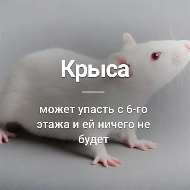 Невероятные факты о крысах, в которые не сразу поверишь