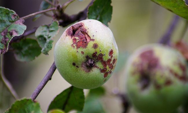 Яблони, устойчивые к парше, для Подмосковья