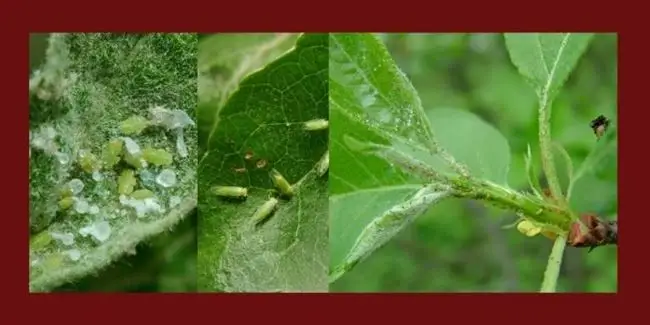 Народные способы борьбы с листоблошками