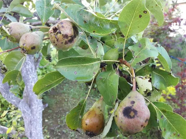 Лечение плодовых деревьев - как бороться с монилиозом яблони и груши