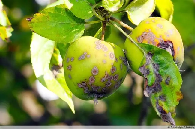Сорта яблонь, устойчивые к поражению щитовкой