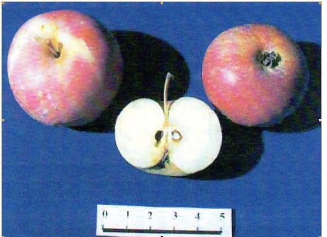 Яблоня «Амурское урожайное» — описание и характеристики