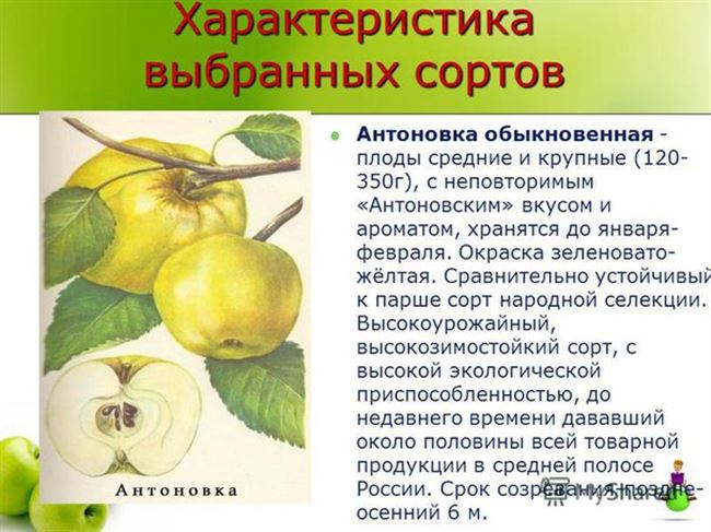 Подкормка яблони Антоновка