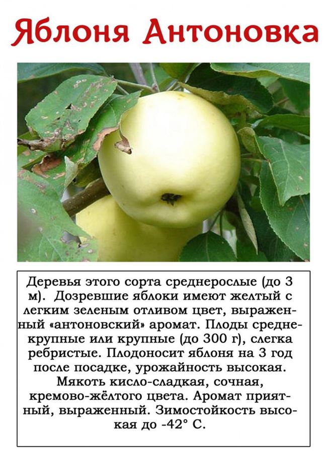 Дальнейший уход за яблоней Антоновка