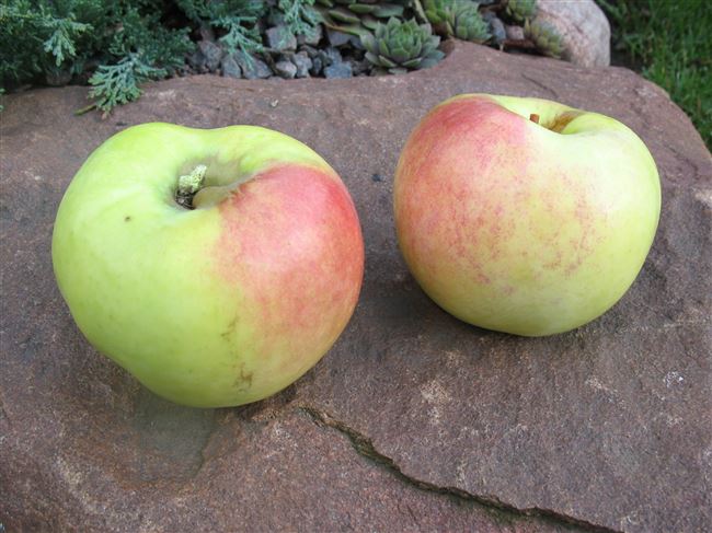 Размер яблок при закладке на длительное хранение