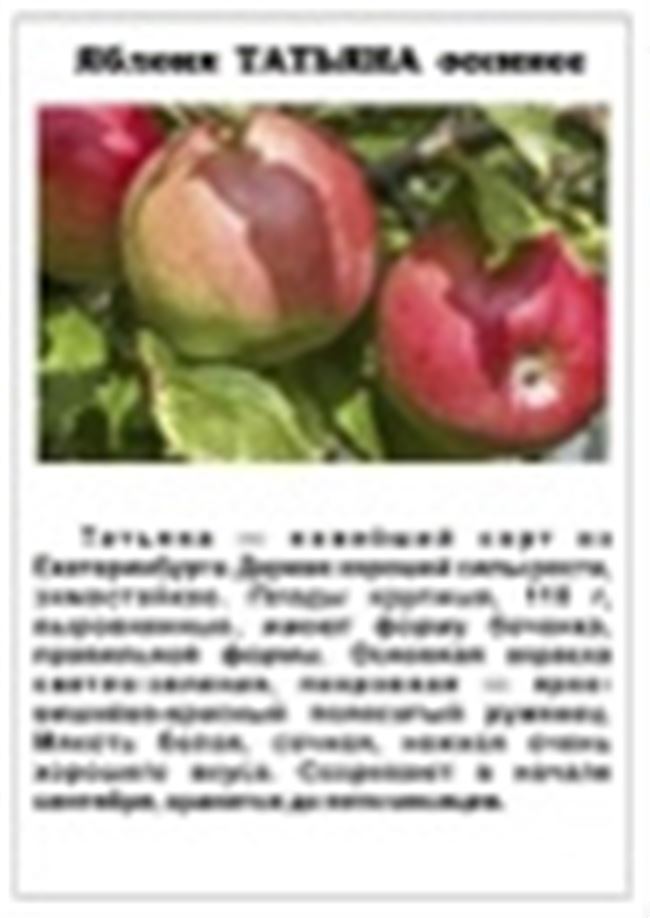 Посадочная схема яблони Юнга