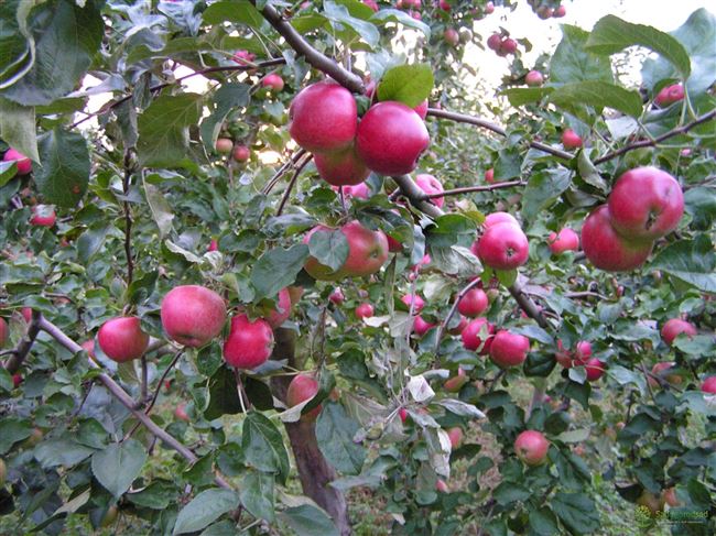Описание сорта яблони Веньяминовское