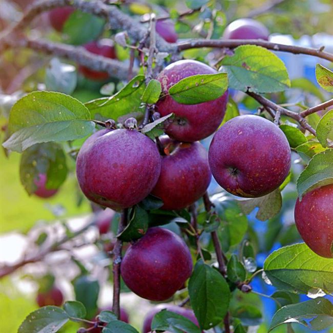 Характеристики и описание сорта яблони веньяминовское посадка и уход