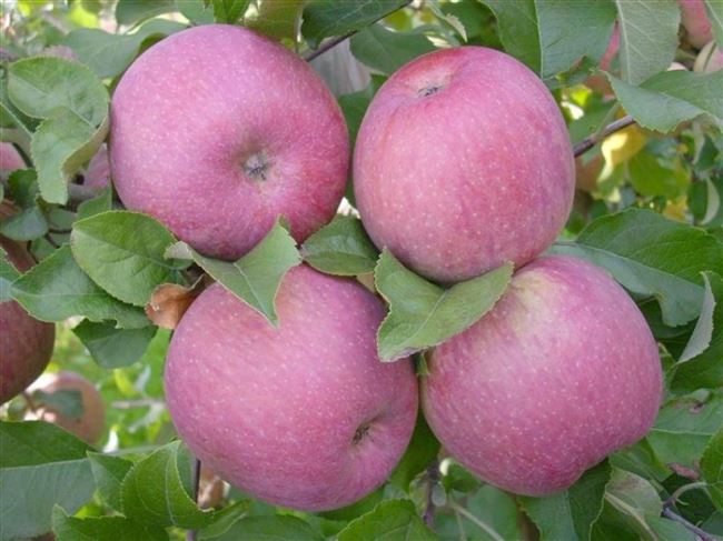 Описание сорта яблони Вишневое