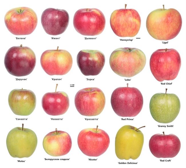 Выбор сорта яблок для длительного хранения в свежем виде