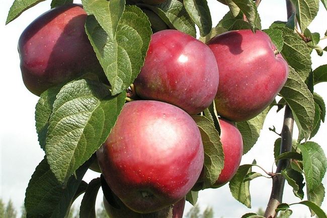 Особенности посадки и уход за яблоней «Имант» 
