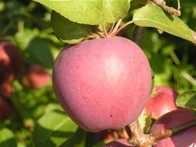Видео: инструкция по посадке яблони